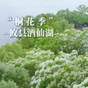 视频丨5月中旬，攸县酒仙湖油桐花盛放