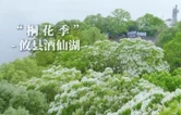 视频丨5月中旬，攸县酒仙湖油桐花盛放