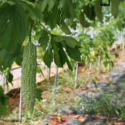 攸县菜花坪镇:苦瓜大面积上市 智慧大棚赋能增收