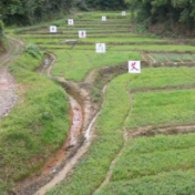 攸县宁家坪镇双松村：一株艾草玉竹 种出特色产业