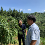 炎陵县：全面助力黄桃产业 促乡村振兴发展