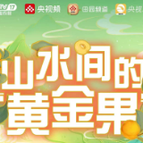 央视频丨炎陵黄桃：山水间的黄金果 