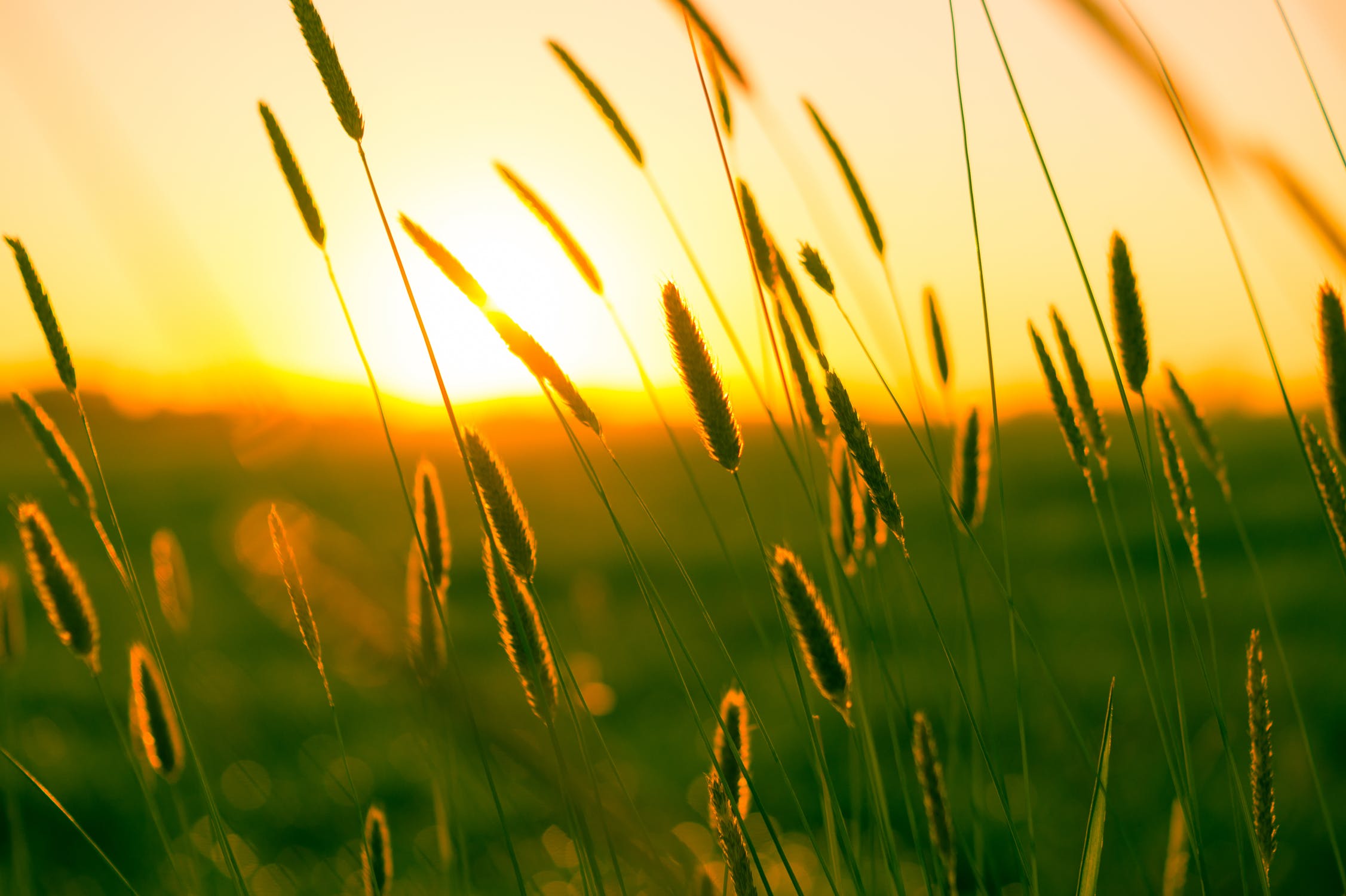 summer-sun-yellow-photography.jpg