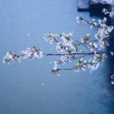 组诗丨李学全：从此，有君相伴，星没不忧月落不愁