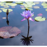 诗歌丨欧阳斌：莲