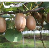 音乐丨《十八洞的猕猴桃熟了》