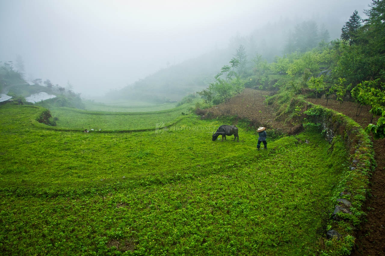 剧本丨仲彦:《茶树包》