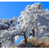 行吟诗刊丨李小英：那一刻 清风送来甘甜 梦随风走走停停