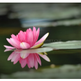 欧金林：学写格律诗，若干要点浅谈