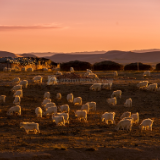 行吟诗刊丨风吹着傍晚的彩霞也吹着我 心灵在幻想的边城游牧