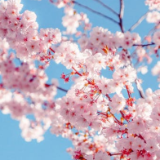 小说丨白鹭林《为了爱情》:幸福婚礼(连载)