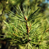 散文丨张觅：马尾松