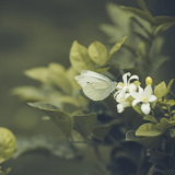 散文丨曾令新：桂子飘香白云间