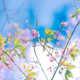 小说丨白鹭林《为了爱情》:甜蜜小日子(连载)