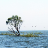 散文丨刘懿波：再访舵杆洲