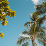 散文丨曾令兴:家乡的棕树