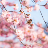 小说丨白鹭林《为了爱情》：麻烦找上门（连载）