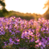 诗词丨元宝：秋木萧萧下，岚烟袅袅生