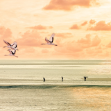 行吟诗刊丨肖和元：水鸟在纵情歌唱 挥舞圣洁如玉的手帕