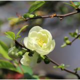 散文丨肖学文：油茶花儿开