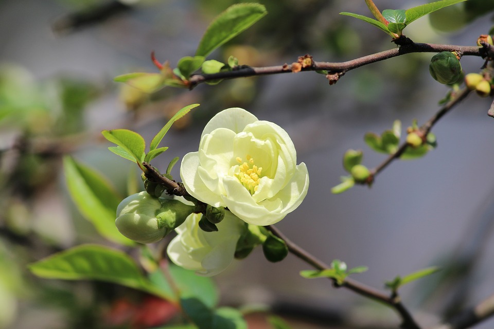 camellia-2071367_960_720.jpg