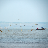 专栏丨胡代松:渔人摇撸向归程 夕阳汀渚上 芦穗自娉婷