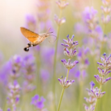 小说丨白鹭林《为了爱情》：最后一根稻草（连载）