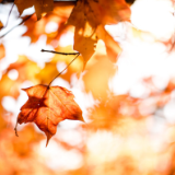 诗歌丨倪南祝：你的眸子里，一切都是阳光明媚