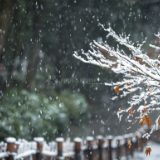 散文丨何翠清：不负众心 不负雪