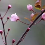 专栏丨杨福音：湘人梅花