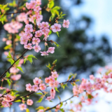 行吟诗刊丨朱继忠：勾描点画成吟轴，不误蹉跎见在身