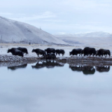 芙蓉·散文丨陈启文：从岩画里跑出来的牦牛