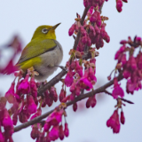 芙蓉·诗歌丨余修霞：鸟鸣（外二首）