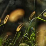 芙蓉·小说丨范小青：我们服了魏红霞