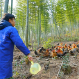 竹林找鸡：程序员扎根大山深处养真土鸡