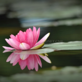 诗歌丨欧阳斌:喜欢夏日的N个理由