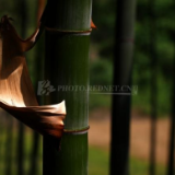 诗词赏析丨文吉儿：思无邪——《诗经》中的千古恋歌