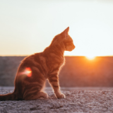 随笔丨周康忠:闲话三则