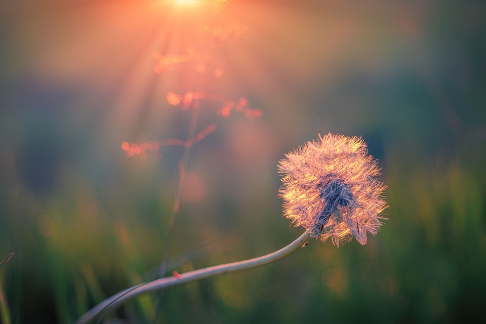 dandelion-5291841_960_720.jpg dandelion-5291841_960_720.jpg