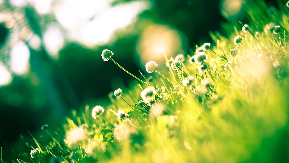 flora-1834944_960_720.jpg