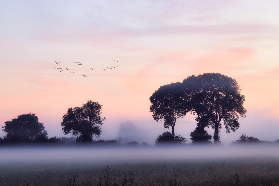 fog-5333546_960_720.jpg