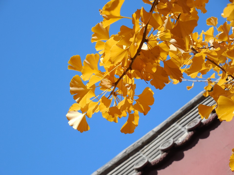 ginkgo-208275_960_720.jpg