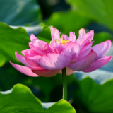 诗歌丨欧阳斌：两地书·并蒂莲