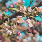 评论丨洪樱：花开四季，情暖人间