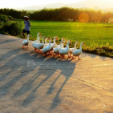 随笔丨甘建华:茅洞桥岁时风俗记