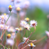 湘江文艺丨邵风华：艾德的病症（短篇小说）