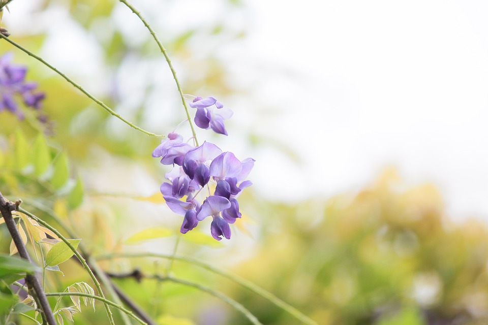 flower-2516158_960_720.jpg