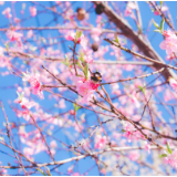 诗评丨冰洁：飘飘的诗歌清丽而凝重，婉约而旨远