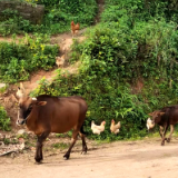 行吟诗刊丨刘翼平:云母溪的乡愁