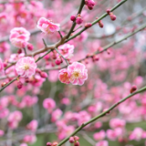 诗歌时刻丨杨清茨：春天里，走过花市十景